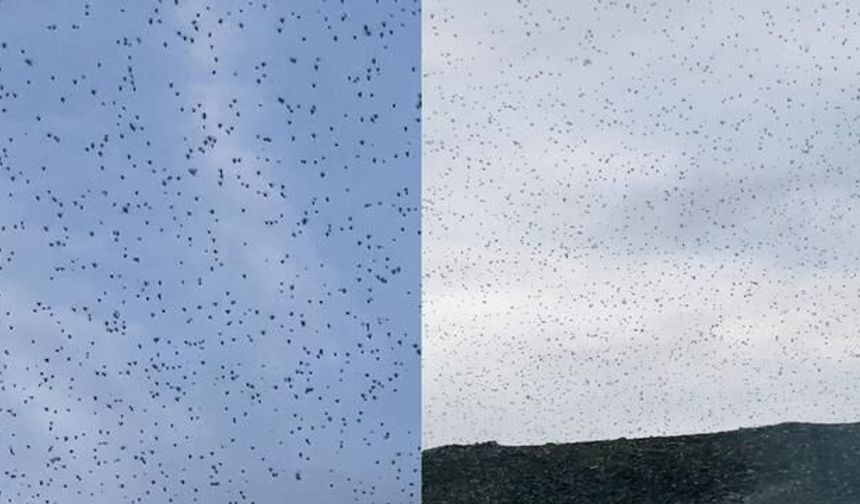 Elazığ Akdağ'da Binlerce Böceğin Oluşturduğu Doğa Olayı
