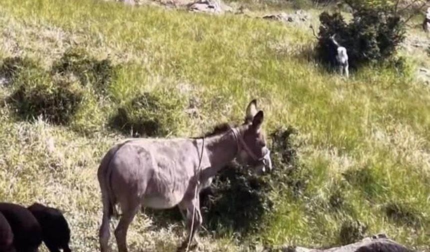 Elazığ'da Dronun Sesi Kaybolan Eşeği Sürüye Geri Döndürdü