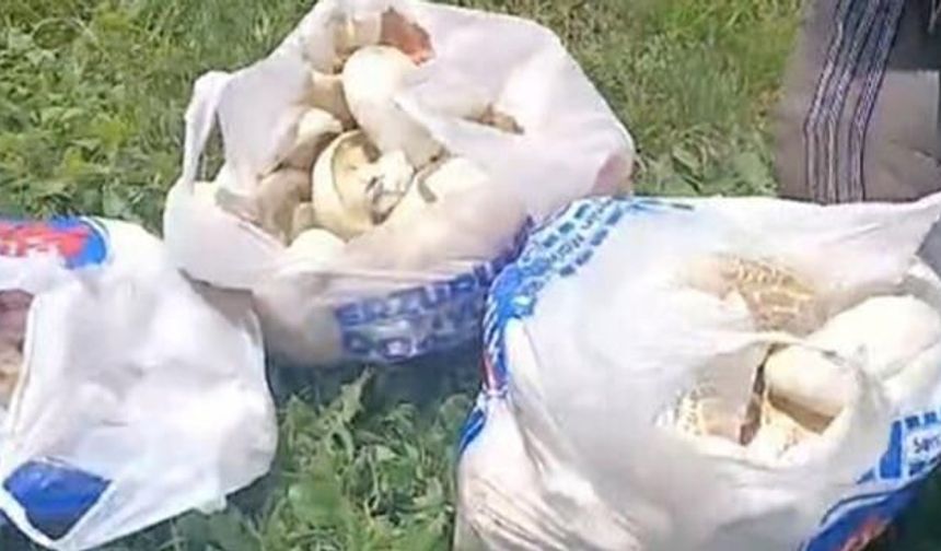 Erzurum Aziziye'de Mantar Bereketi: 45 Dakikada Poşet Dolduruldu