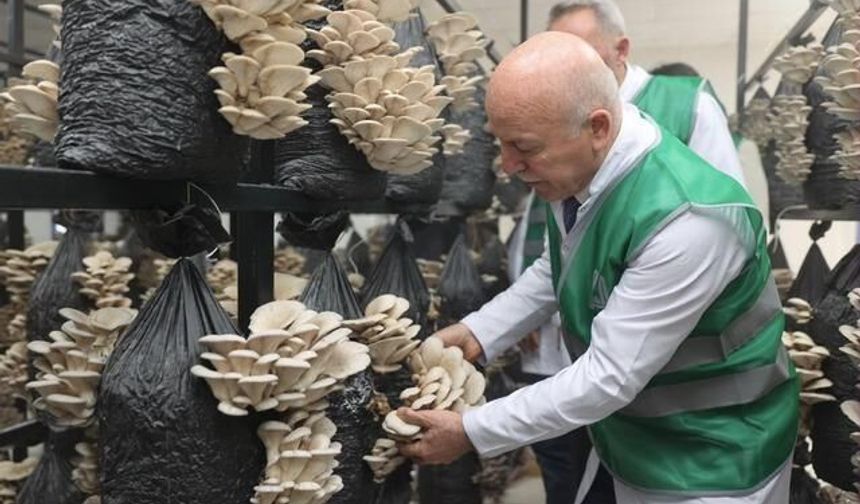 Erzurum Büyükşehir'den İstiridye Mantarı Üretimine Destek