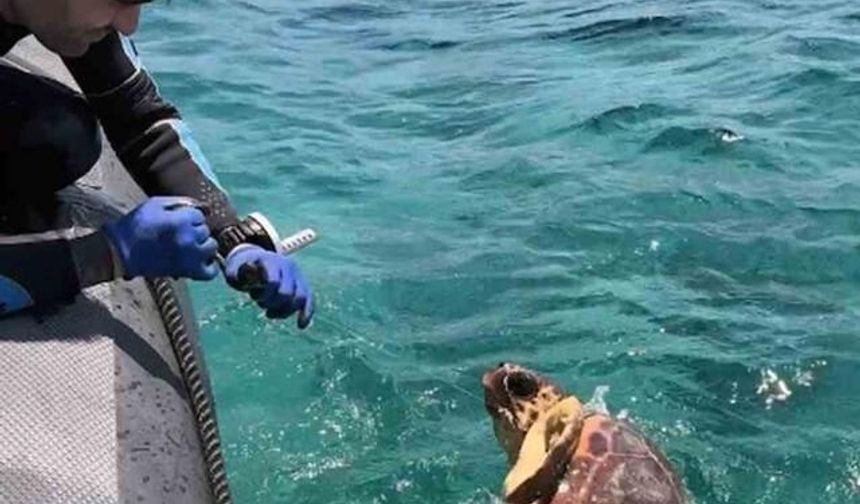 Gökova Körfezi'nde Deniz Kaplumbağası Paragat Ağına Takıldı, Dernek Ekipleri Kurtardı