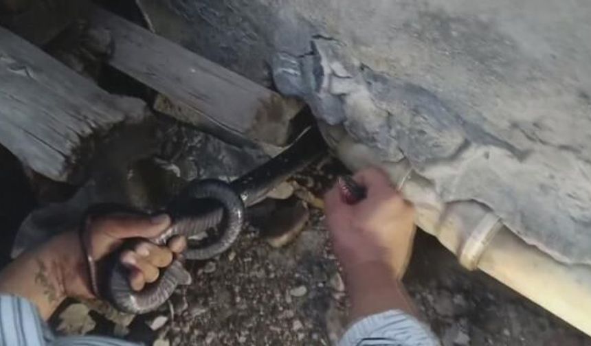 Hatay'da Diyaliz Hastası Ailenin Evinde Bulunan İki Dev Karayılan Güvenle Doğaya Salındı