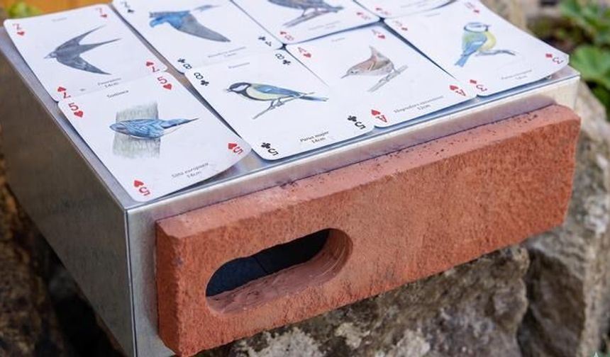 İskoçya'da Yeni Binalarda Kuş Yuvası Tuğlası Zorunluluğu Getirildi