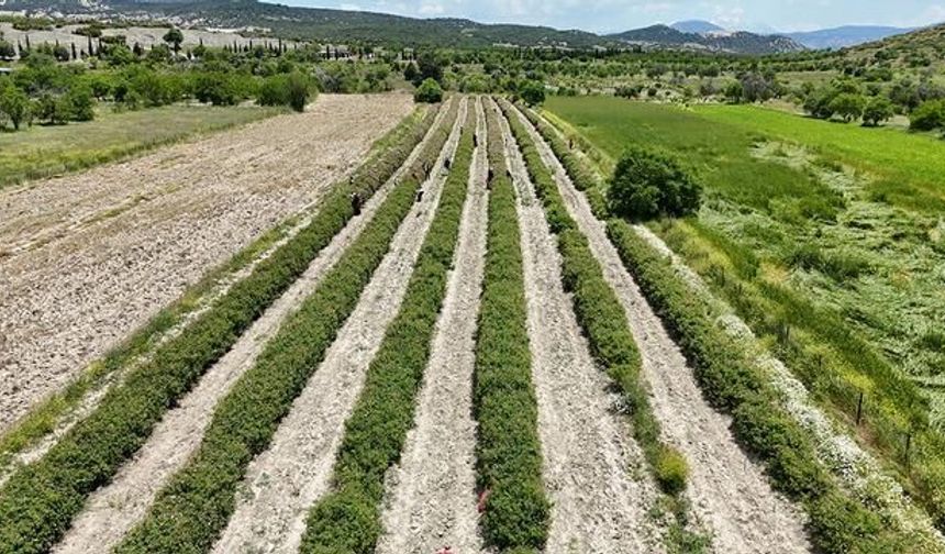 Isparta'da Gül Hasadı Başladı: Dünya Gül Yağı Üretiminin Merkezi