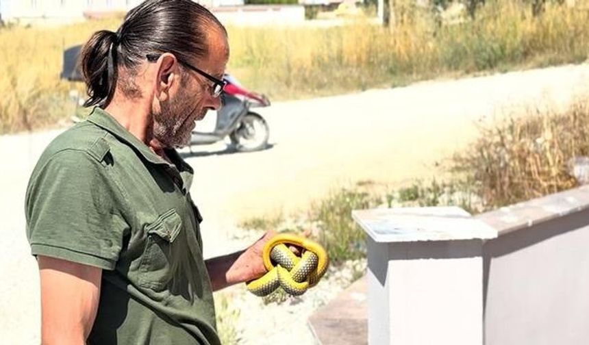 Kaynarca'da Yılanları Çıplak Elle Yakalayan Personel İlgi Odağı Oldu