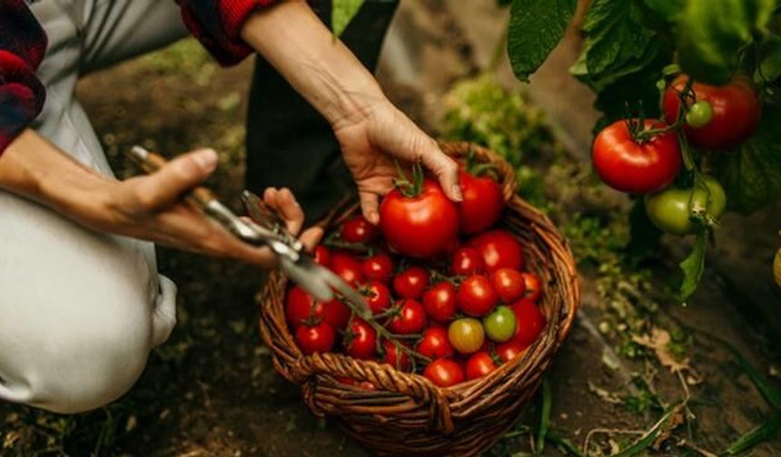 Lezzet Hafızamızda Kaybolan Domatesin Gerçek Tadı