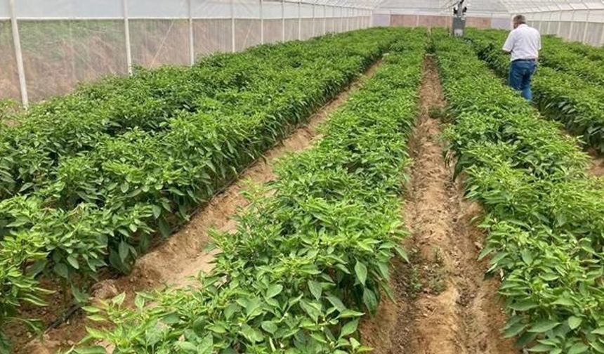 Manisa'nın Emcelli Biberine Yoğun Talep: Kilosu 350 TL'ye Satılıyor