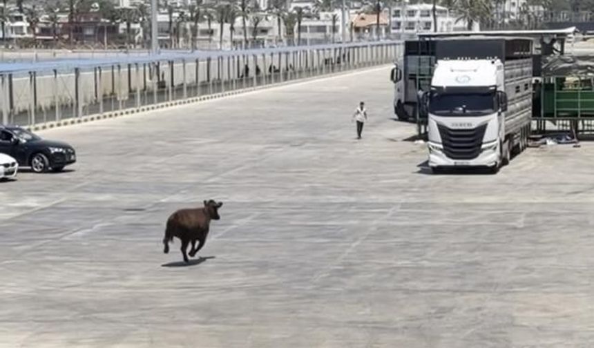 Mersin Taşucu Limanı'nda Angusun Denize Düşme Anı
