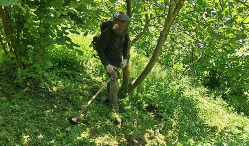 Ordu'da Fındık Bahçelerinde Yabani Ot Temizliği Başladı