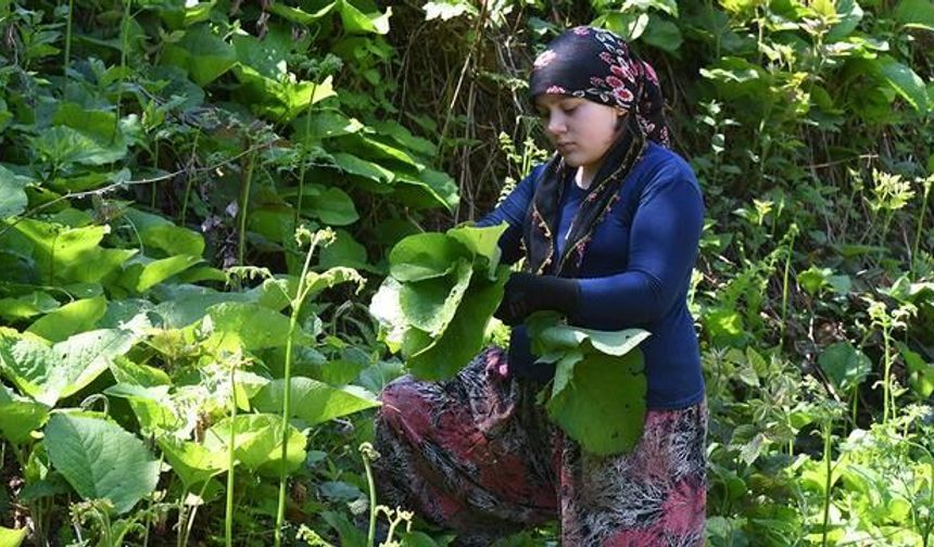 Sakarya Hendek'te Yılın Belirli Zamanında Toplanan Şifalı Kaldirik Otu