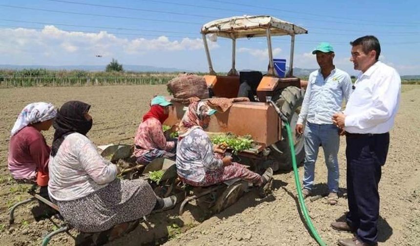 Saruhanlı'da Tütün Dikim Sezonu Resmen Başladı
