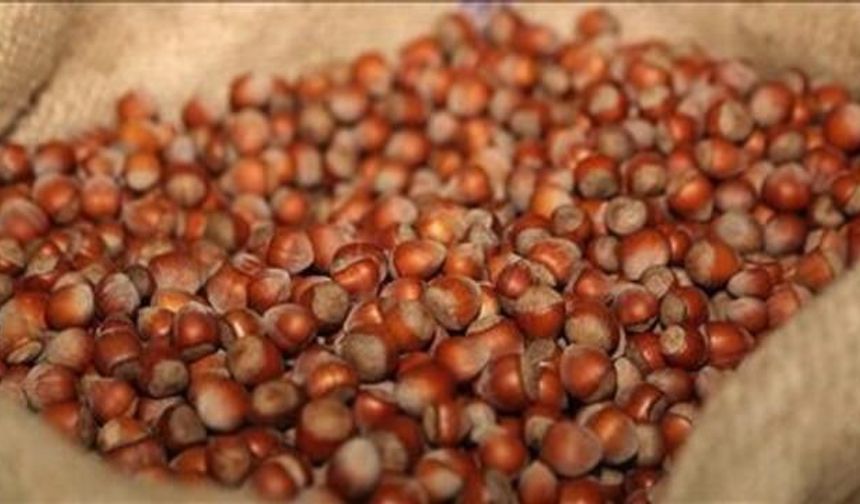 Türkiye'nin Fındık İhracatından İlk 5 Ayda 1,2 Milyar Dolar Gelir