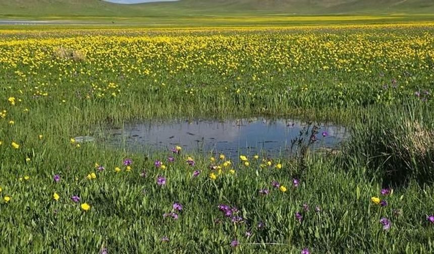 Van'daki 2 Bin 800 Yıllık Keşiş Gölü Yaylası Yazın Renkleniyor