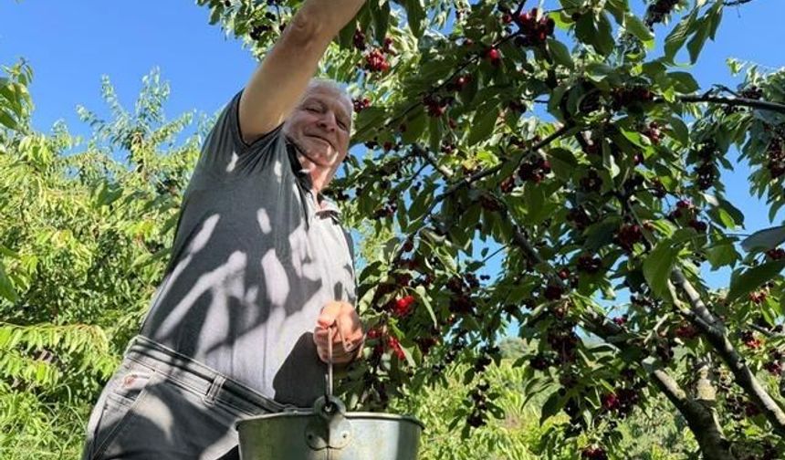 Yalova Dereköy'de Kiraz Hasadı Başladı: Genç Üretici Yıllık 15 Ton Üretim Yapıyor
