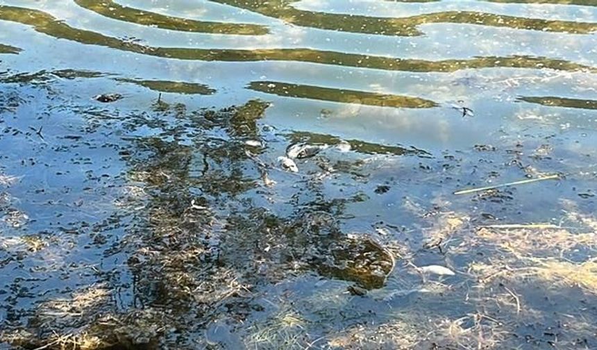 Bolu Gölcük Tabiat Parkı'nda Balık Ölümleri Endişe Yarattı