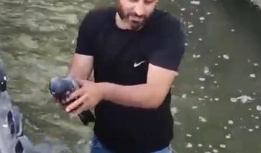 Güvercini Kurtarmak İçin Suya Atlayan Kahraman