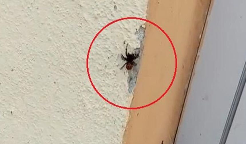 İnegöl'de Soyu Tehlike Altında Olan Uğur Böceği Örümceği Görüldü