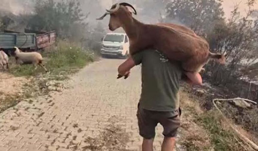 Keçisini Omzuna Alarak Alevlerden Kurtardı