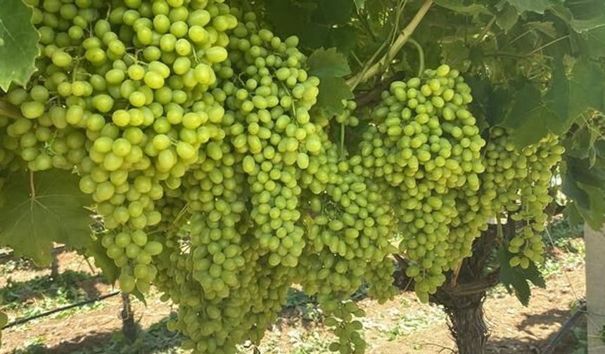 Manisa Sarıgöl'de Sultaniye Üzümünde Hasat Öncesi Yoğun Çalışma