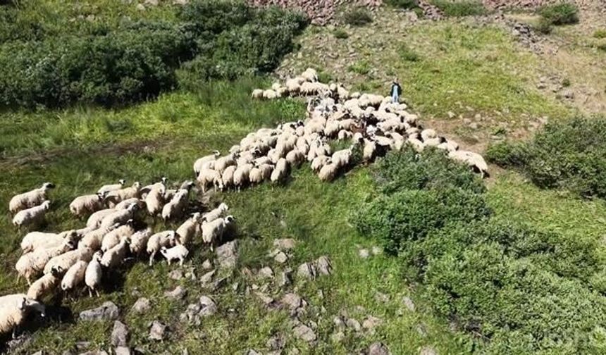 Tunceli'de Yaylacılıkta Birlik Modeliyle Ücretlendirme Dönemi Başladı