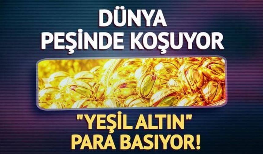 Türkiye'nin Antep Fıstığı İhracatı İlk Yarıda 60 Milyon Dolara Ulaştı