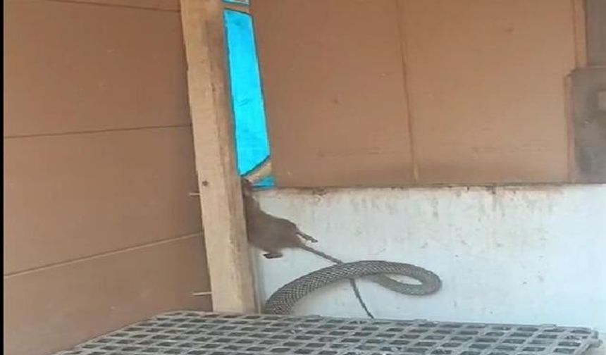 2,5 metrelik yılan, kümese giren fareyi yakaladı