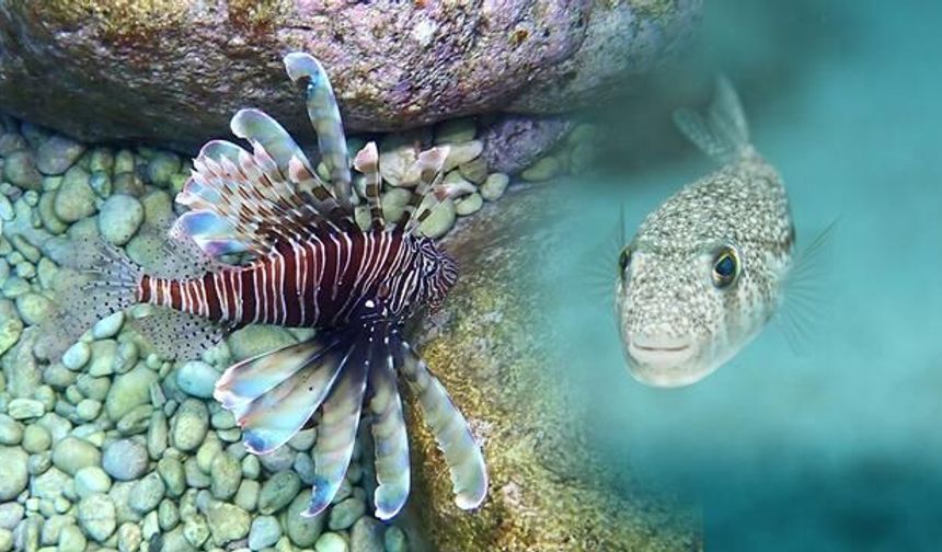 Akdeniz'de Zehirli Deniz Canlıları Artıyor: Tatilciler Dikkatli Olmalı
