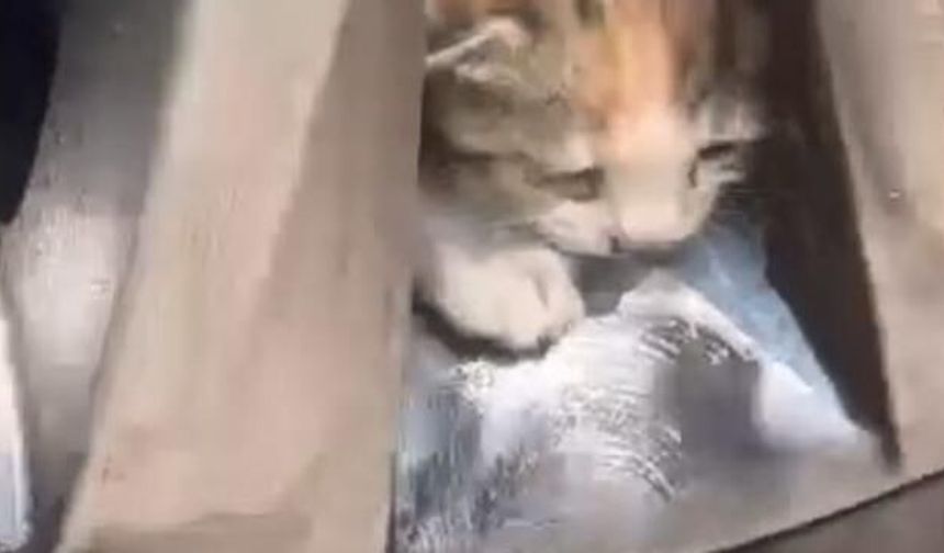 Aracın Tekerine Sıkışan Kediler Kurtarıldı