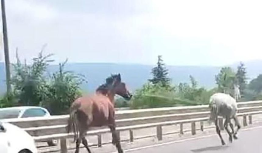 Başıboş Atlar Trafikte Araçlarla Yarıştı