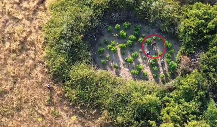 Binlerce polisin katıldığı operasyonda 104 kilogram uyuşturucu ele geçirildi