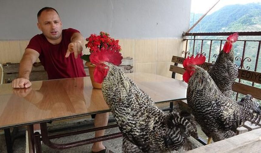 Eğitilen Horozlar Komutlarla Ötmeyi Öğrendi