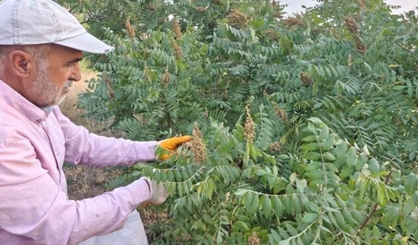 Elazığ'da Doğal Sumak Hasadı Başladı: Kilosu 350 TL'den Satılıyor