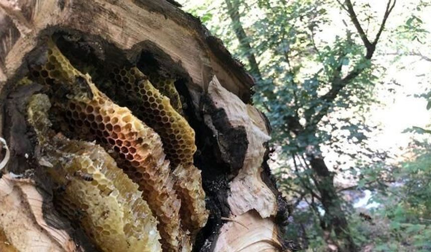 Erzincan'da Ağaç Kovuklarındaki Doğal Balın İzinde Bal Avcıları