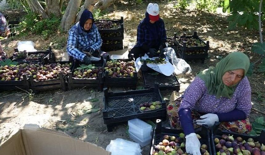 Havran Siyah İnciri Hasadı Başladı: 24 Saat İçinde Sofralarda