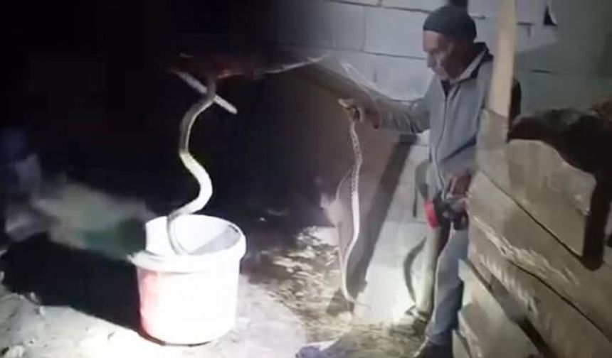 Iğdır'da Yılanları Çıplak Elle Yakalayarak Doğal Ortamlarına Bırakan İbrahim Kalkan