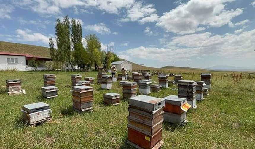 Kars'ta 2026 Bal Sezonu Beklentilerin Üzerinde Verimle Tamamlanıyor