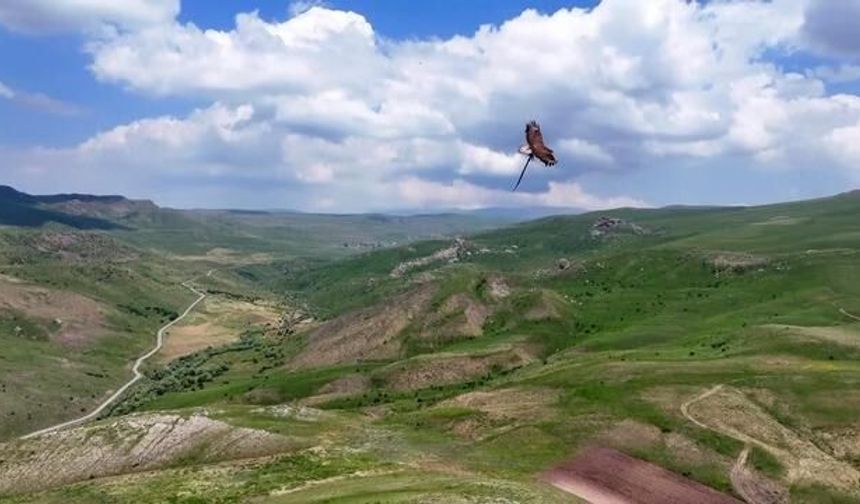 Kartalın Yılan Avı Gökyüzünde Kameralara Yansıdı
