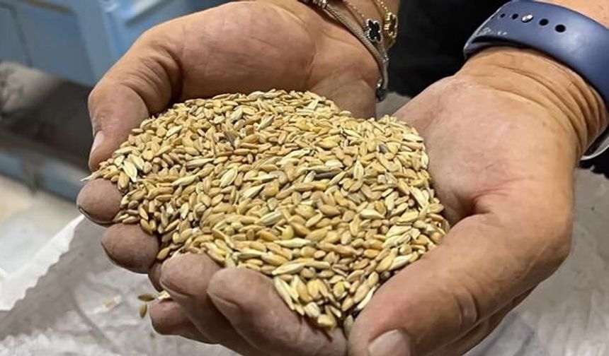 Kastamonu İhsangazi'de Yetiştirilen Siyez Buğdayına Türkiye'den Yoğun İlgi