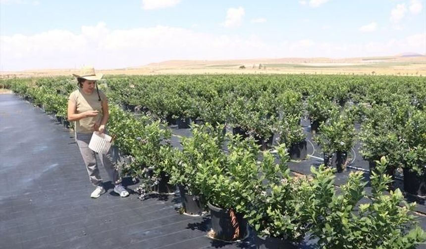 Kayseri'de Saksıda Yetiştirilen Yaban Mersini Yerli Çeşitlerle Yükseliyor