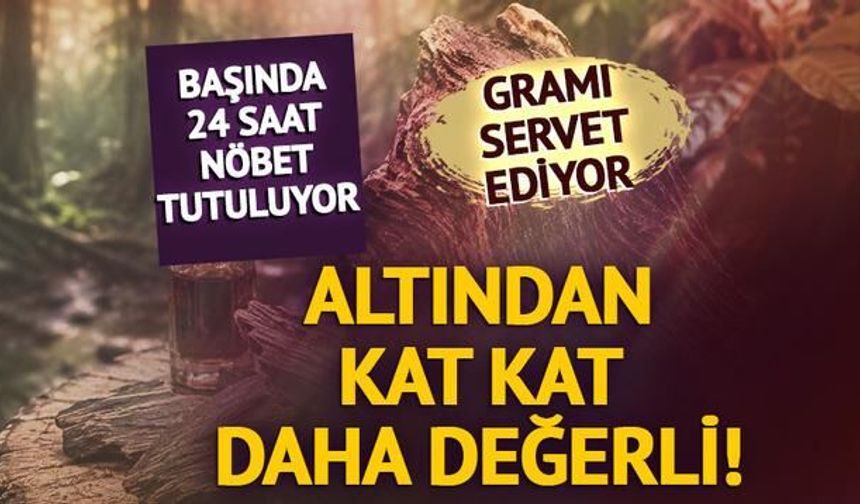Kynam Agarwood: Gramı 10 Bin Dolara Satılan Dünyanın En Değerli Doğal Hammaddesi