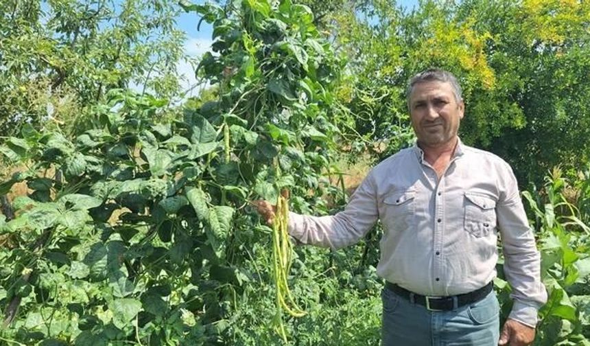 Manisa Kızılçukur'da Taze Börülceye Yoğun Talep: Günlük Satış 3-4 Ton