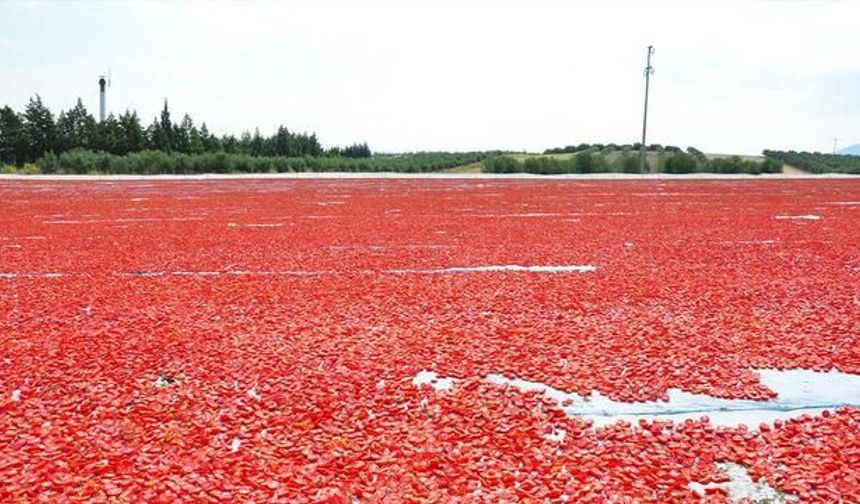 Manisa'da Kurutmalık Domates Üretimi 91 Ülkeye İhraç Ediliyor