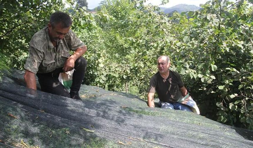Ordu'da Fındıkta File Sistemiyle İşçilik Maliyeti Yüzde 80 Azaldı