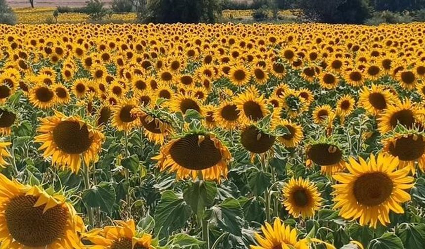 Pazaryeri'nde 10 Bin Dekarlık Ayçiçeği Tarlaları Sarıya Büründü