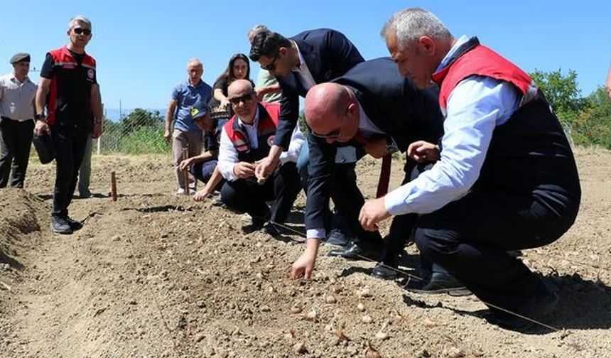 Safranbolu'da Kilosu 600 Bin Liraya Ulaşan Safranın Yeni Sezon Dikimi Başladı