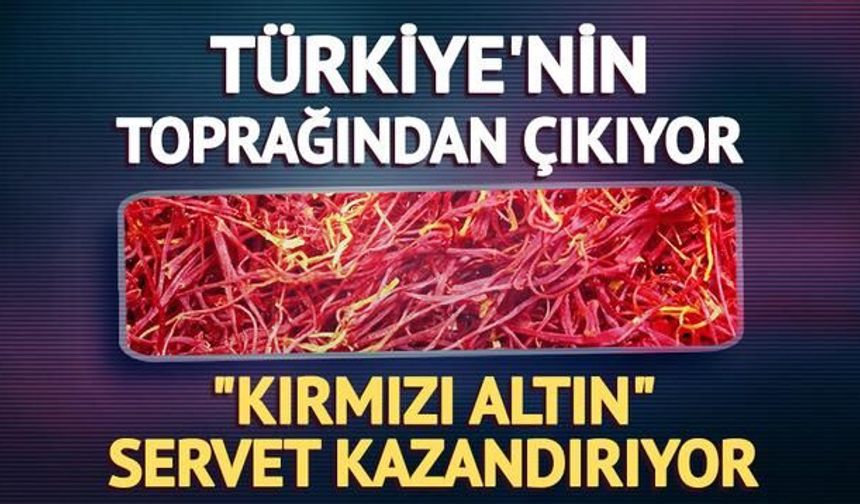 Safranbolu'da Kırmızı Altın Hasadı Başladı: Safran Üretimi ve Ekonomik Değeri