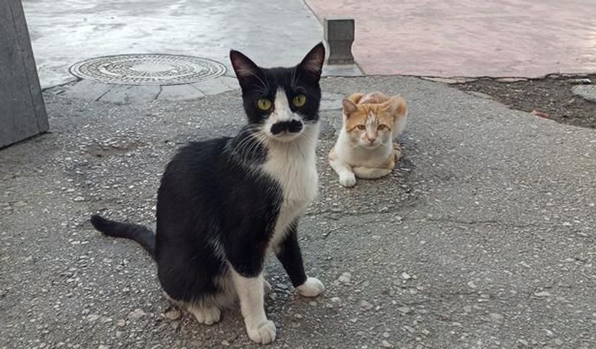 Samsun'da Siyah Tüyleriyle Dikkat Çeken Sokak Kedisi Pala Remzi