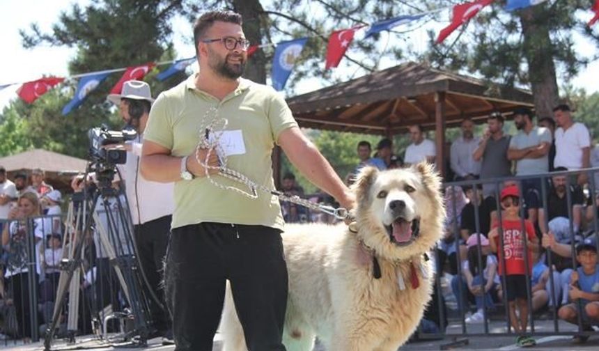 Sivas'ta Kangal Köpekleri Görkemli Gösteriyle Podyuma Çıktı
