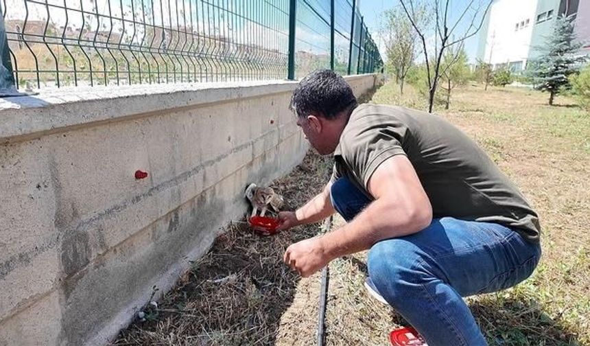 Sivas'ta Peçeli Baykuş Okul Bahçesinde Bulundu, Tedavi Altına Alındı