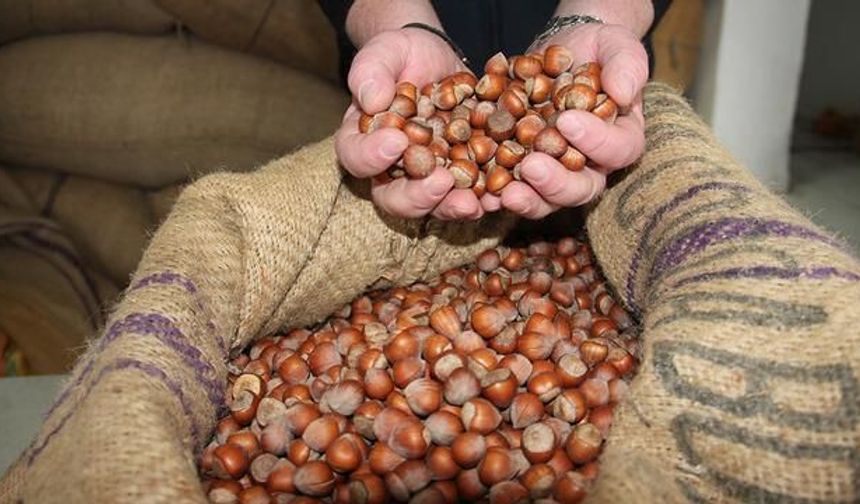 TMO 2026-2027 Sezonu Kabuklu Fındık Alımlarına 24 Ağustos'ta Başlıyor